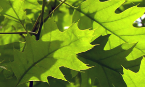 tree leaves